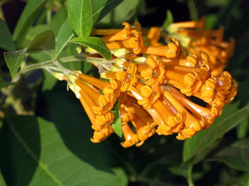 Yellow Cestrum (Cestrum Aurantiacum)