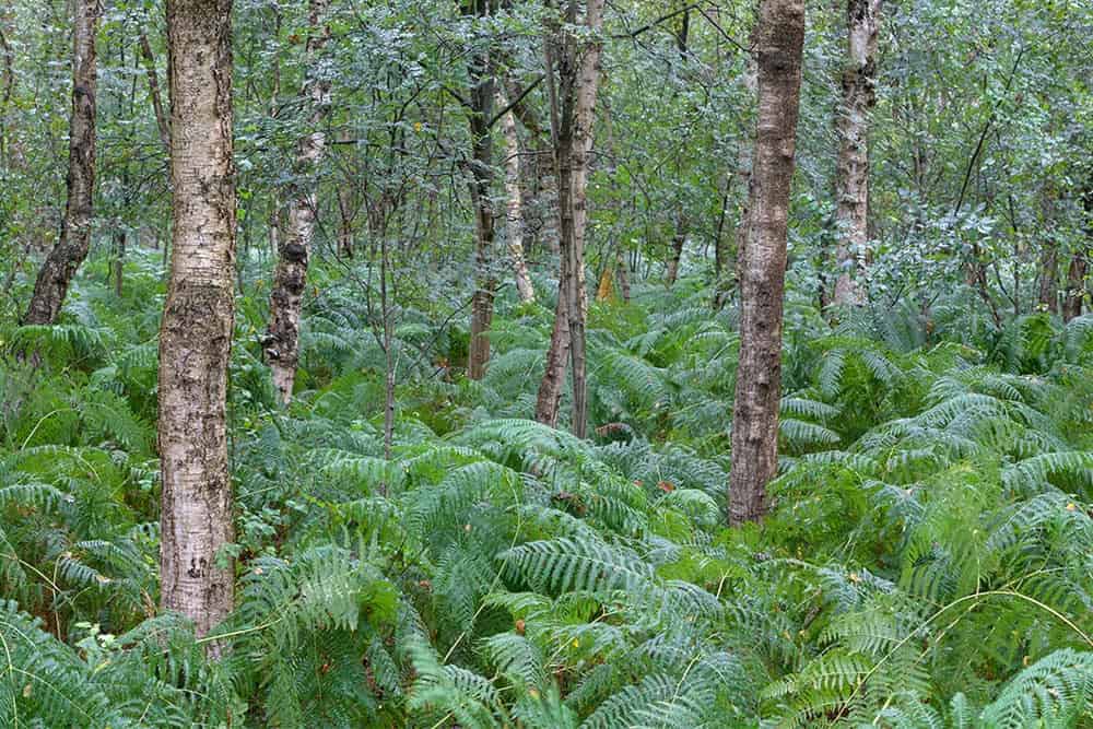 Bog Birch (Betula pumila)