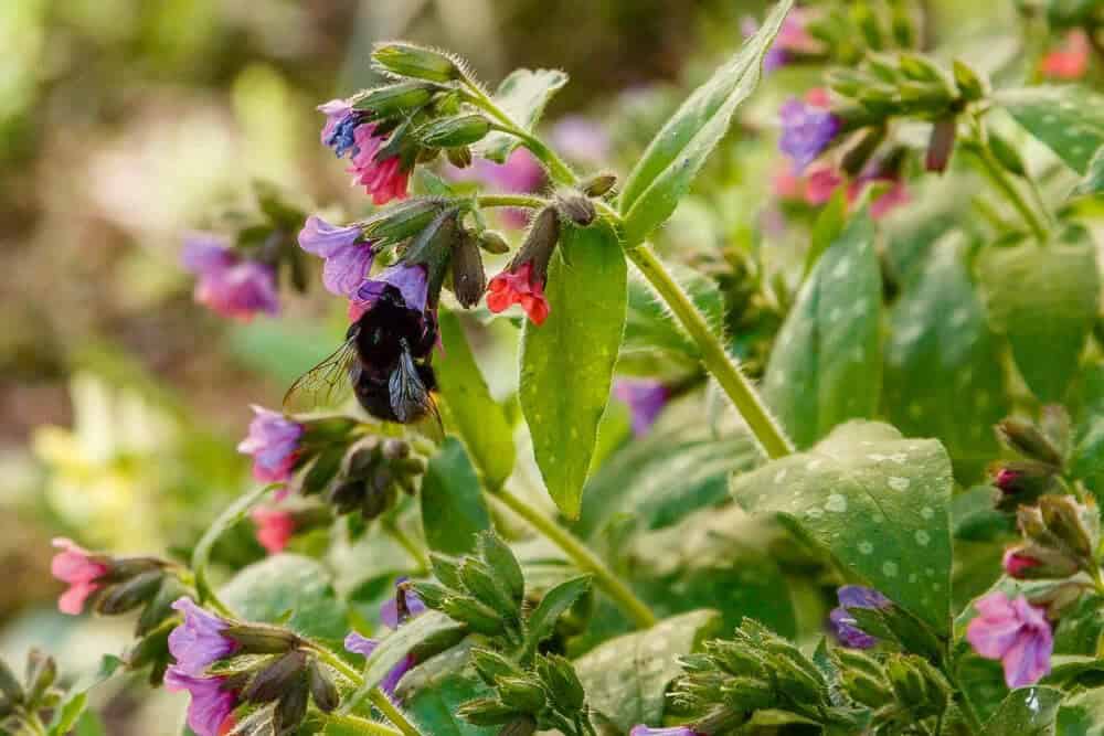 Lungwort (Pulmonaria)