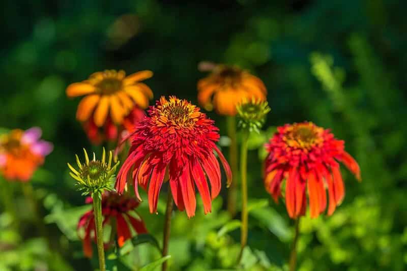 Coneflower (Echinacea ‘Hot Papaya’)