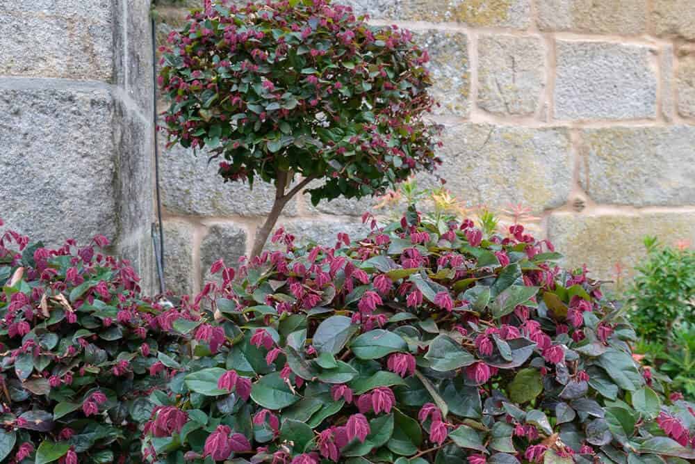 Chinese Fringe Flower (Loropetalum chinense ‘Rubrum’)