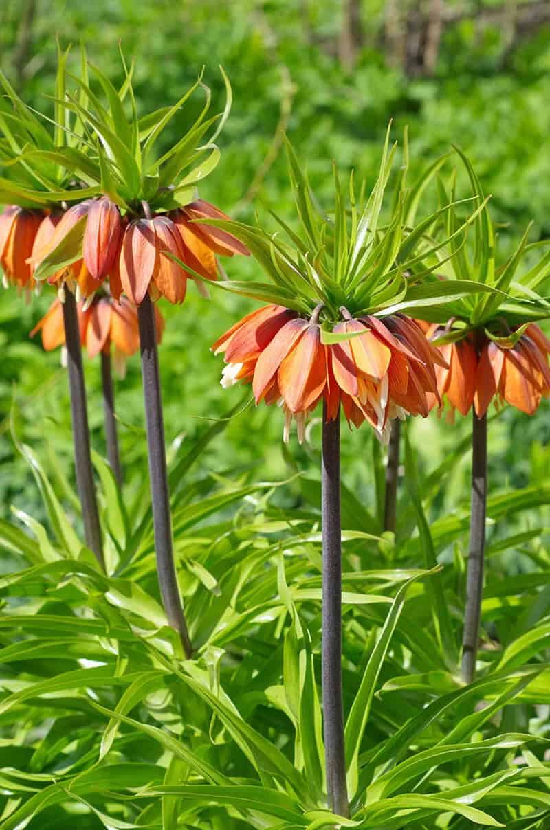 Crown Imperial (Scientific Name: Fritillaria Imperialis)