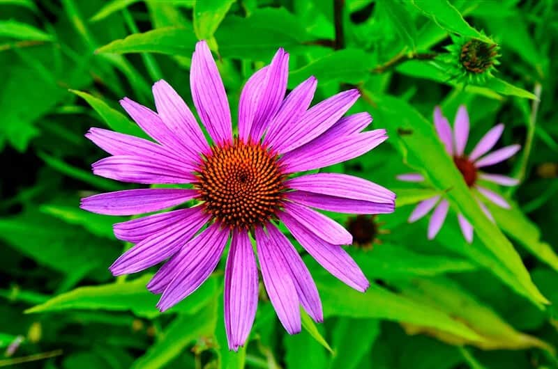 Purple Coneflower (Echinacea)