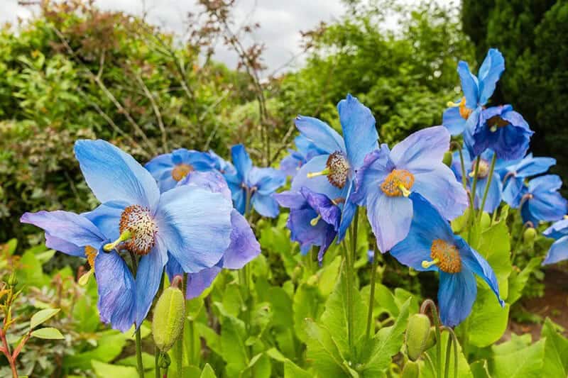 Himalayan Blue Poppy (Meconopsis Betonicifolia)