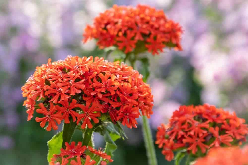 Maltese Cross (Lychnis chalcedonica)