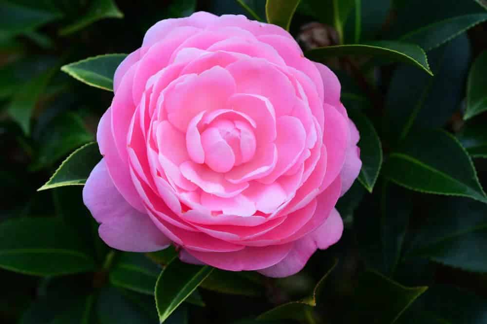 Camellia japonica (Camellia)