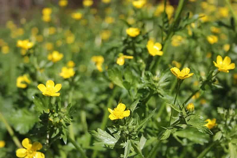 Bulbous Buttercup (Scientific Name: Ranunculus Bulbosus)