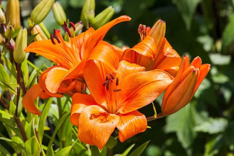 Lilium ‘Enchantment’ (Enchantment Lily)