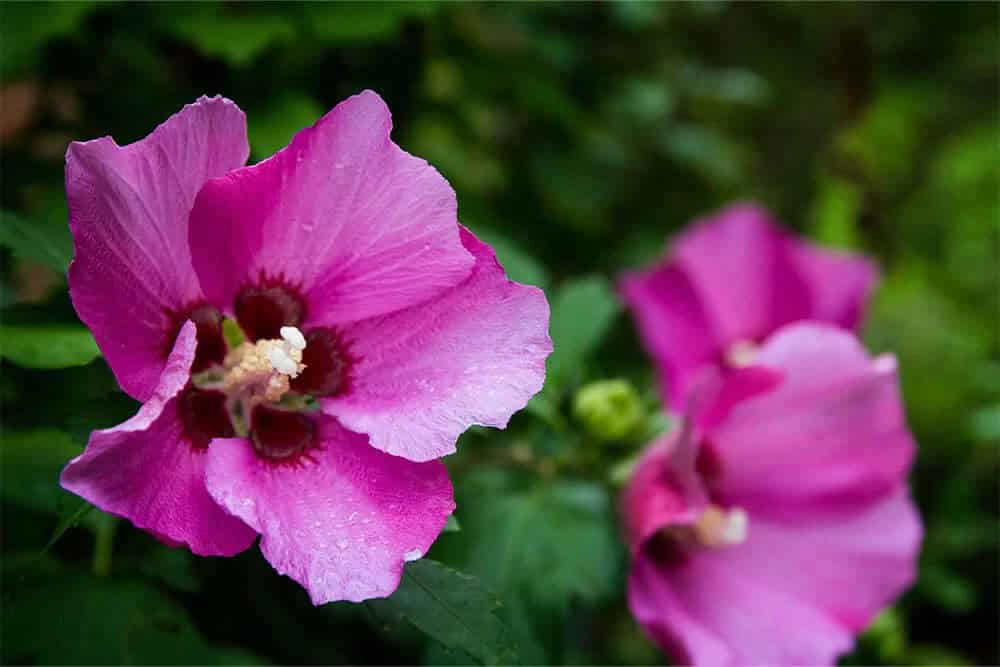 Rose of Sharon (Hibiscus syriacus)