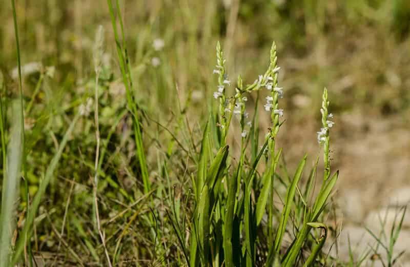 Lady’s Tresses (Spiranthes Cernua)