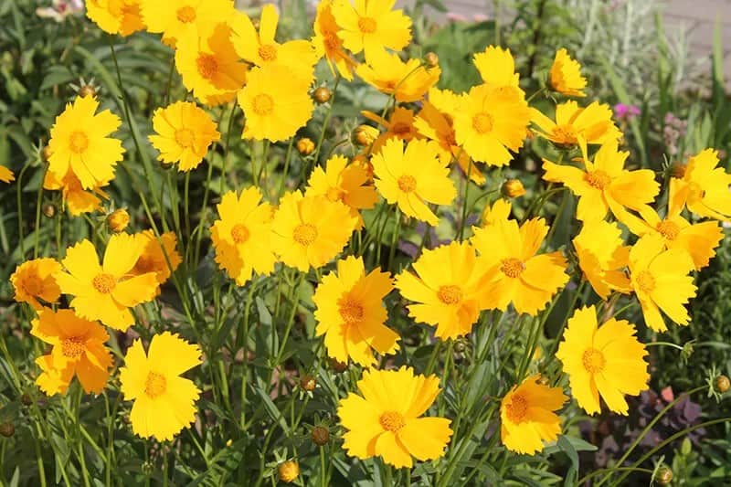 Tickseed (Coreopsis)