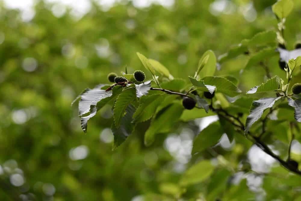 Siebold Alder, Oobayashabushi (Alnus sieboldiana)