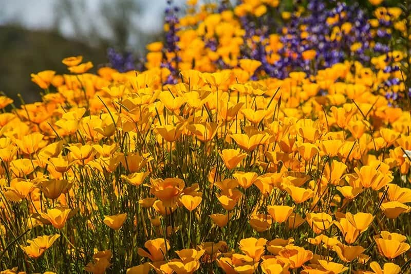 California Poppy (Eschscholzia californica)