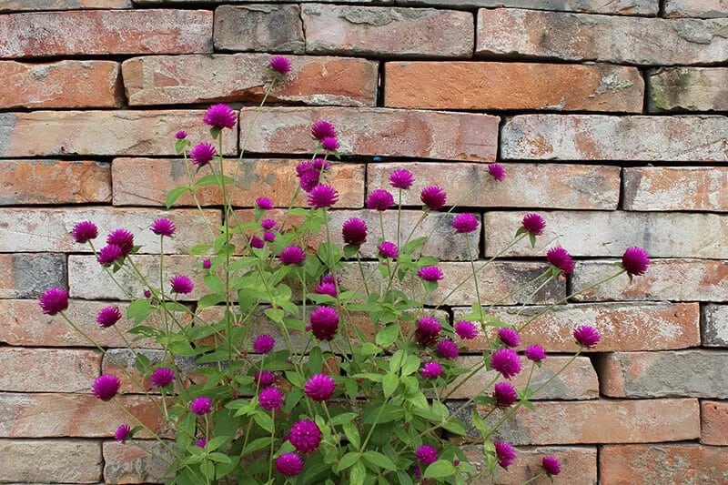 Globe Amaranth (Gomphrena Globosa)