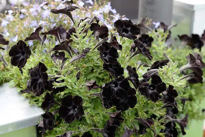 Sweetunia Black Satin (Petunia Hybrida)