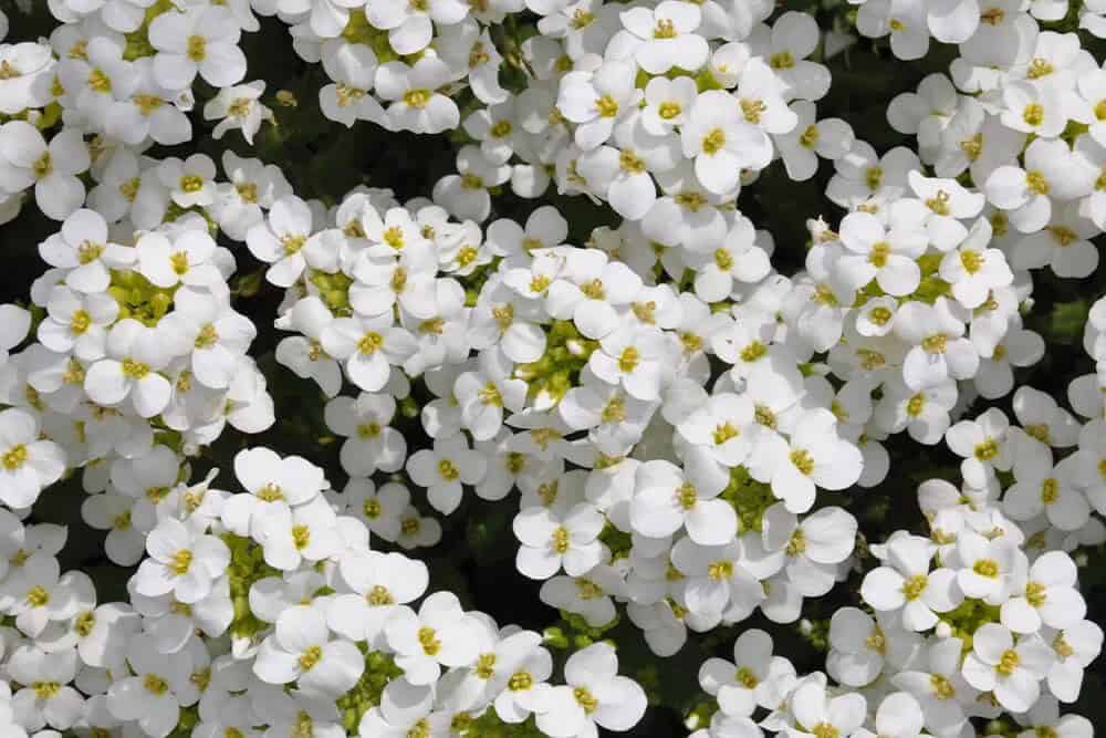 White Rock Cress (Arabis caucasica)