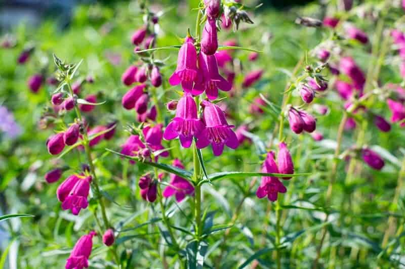 Beardtongue (Penstemon ‘Red Rocks’)