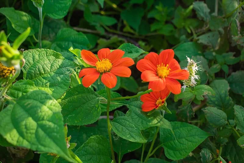 Goldflower of the Incas (Tithonia Rotundifolia)