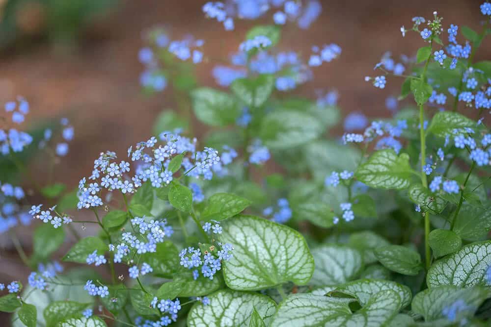 Siberian Bugloss (Brunnera macrophylla)