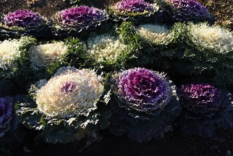 Flowering Kale (Brassica Oleracea)