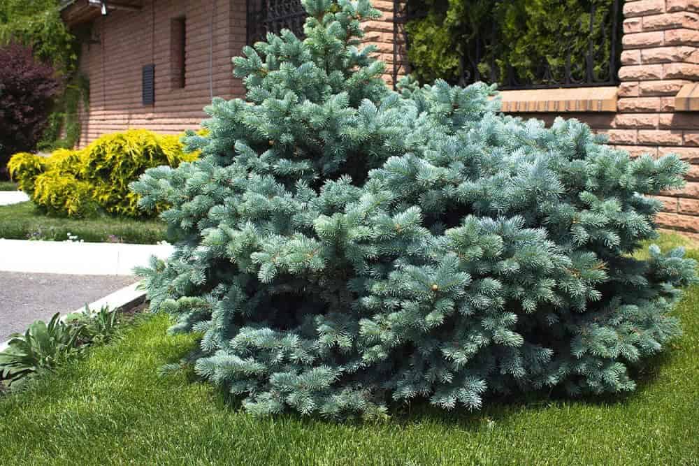 Colorado Blue Spruce ‘Globe’ (Picea pungens ‘Glauca Globosa’)