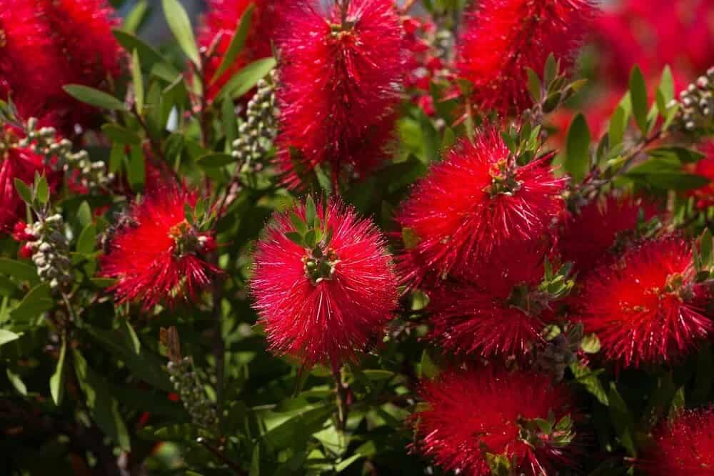 Bottlebrush (Fothergilla gardenii)