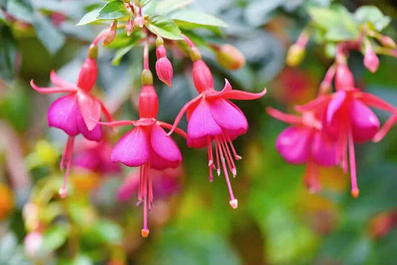 Hybrid Fuchsia (Fuchsia Hybrids)