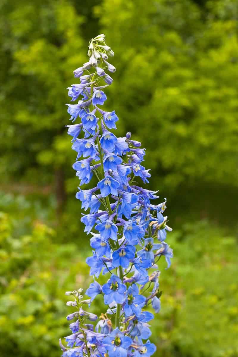 Larkspur (Delphinium)