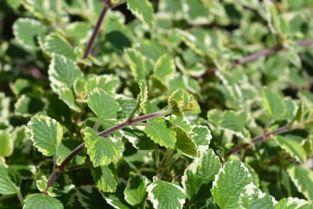 Variegated Swedish Ivy (Plectranthus australis ‘Marginatus’)