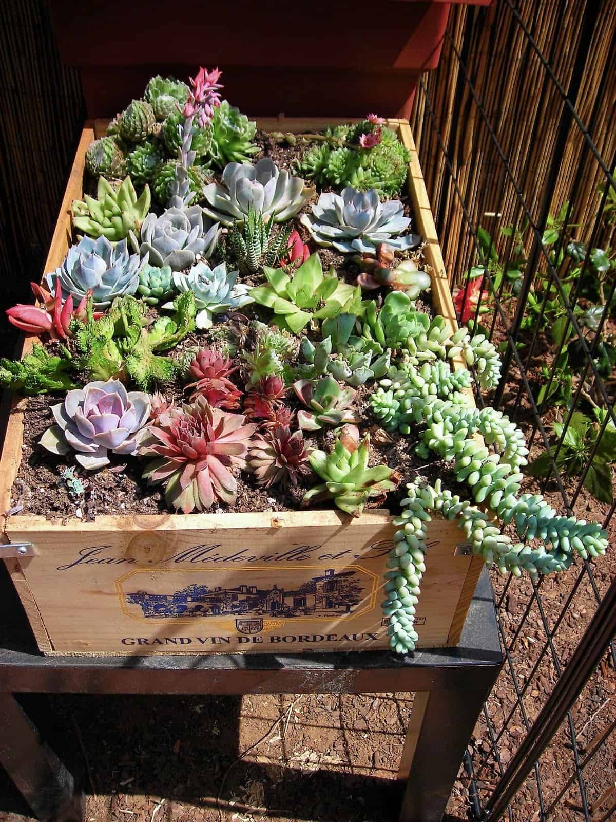 Out-Of-The Box Garden