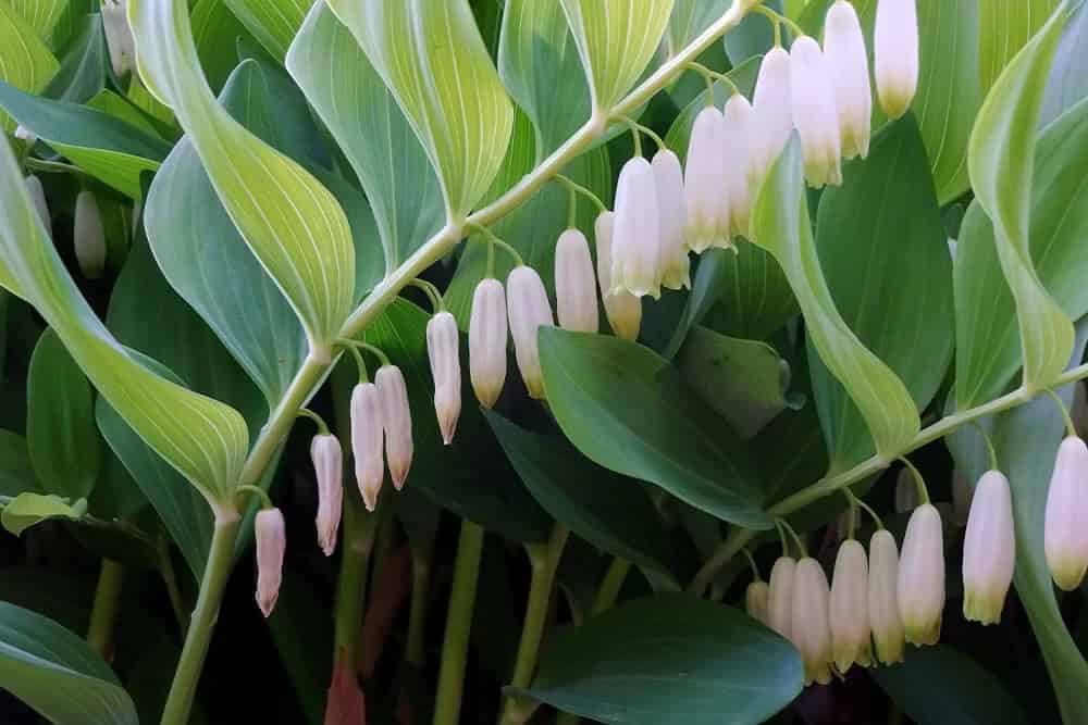 Solomon’s Seal (Polygonatum spp.)