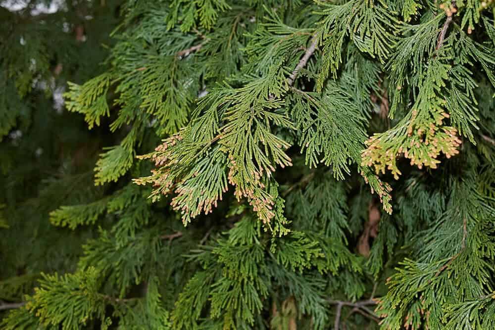 Incense Cedar (Calocedrus decurrens)