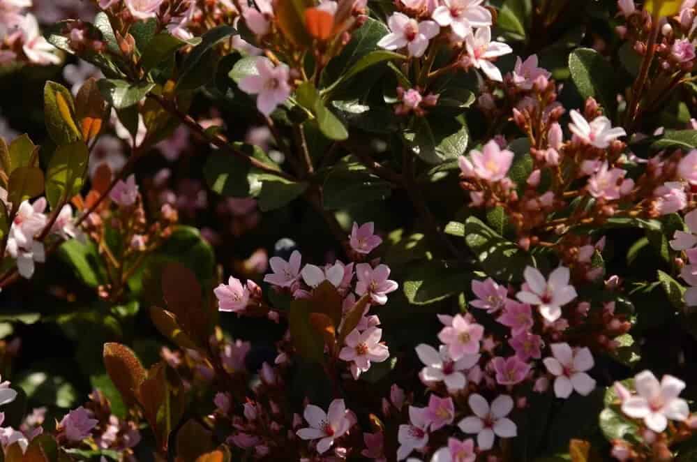 Indian Hawthorn (Rhaphiolepis indica)