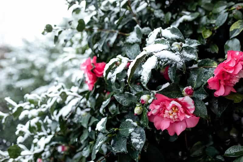 Camellia (Camellia Rosaeflora)