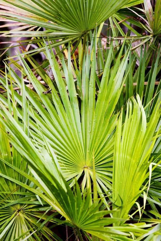 Everglades Palm (Acoelorrhaphe wrightii)