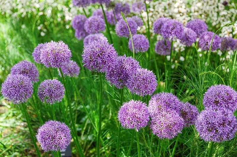 Allium (Allium)