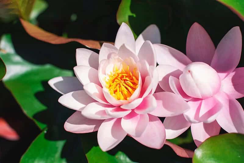 Lotus (Nelumbo)