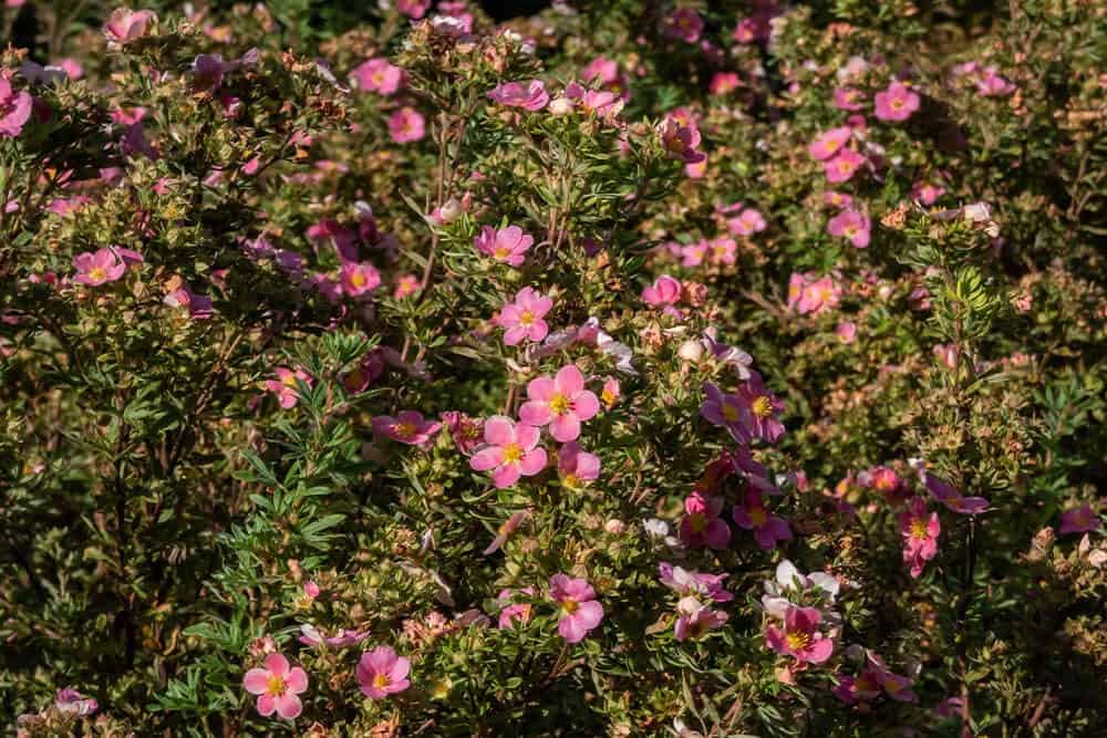 Shrubby Cinquefoil (Potentilla fruticose ‘Pink Beauty’)