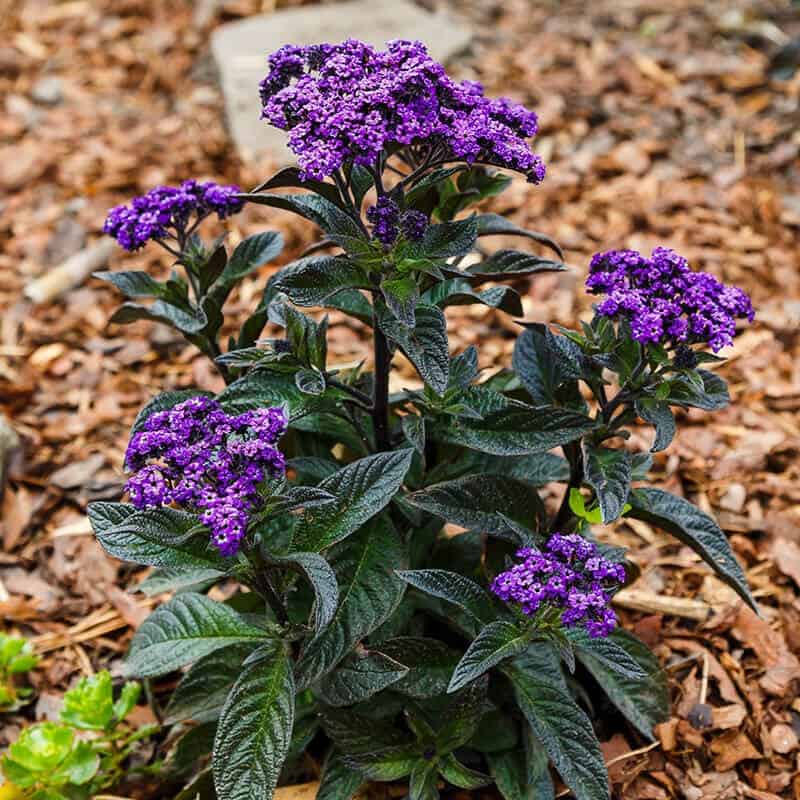 Monkey Tail or Heliotrope (Heliotropium Arborescens)