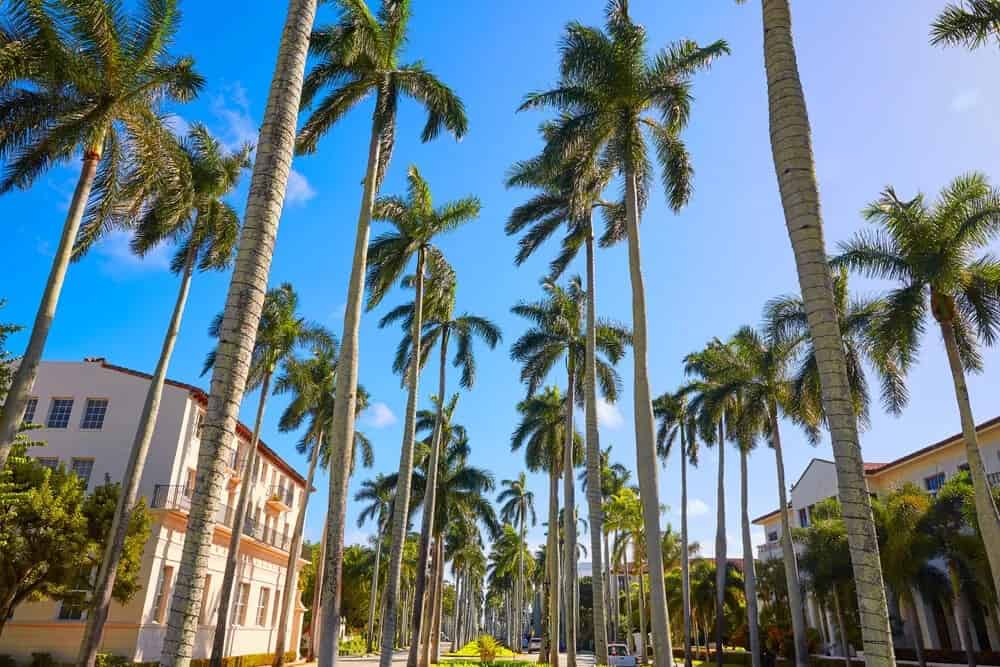 Florida Royal Palm (Roystonea regia)