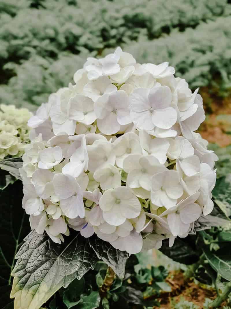 White Hydrangea (Hydrangea Macrophylla)