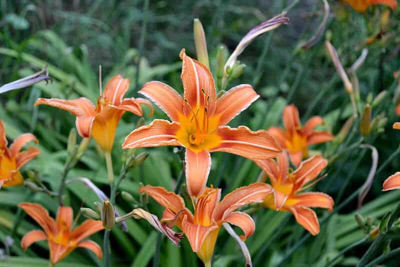 Daylily (Hemerocallis)