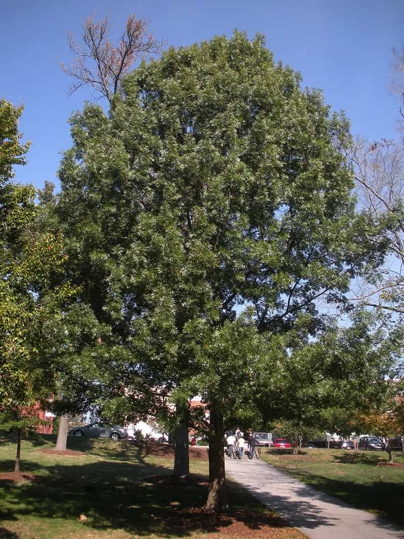 Shumard Oak Tree (Quercus Shumardii)