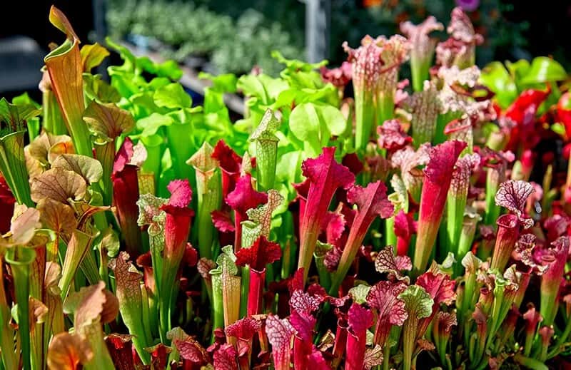 Pitcher Plant (Sarracenia ‘Judith Hindle’)