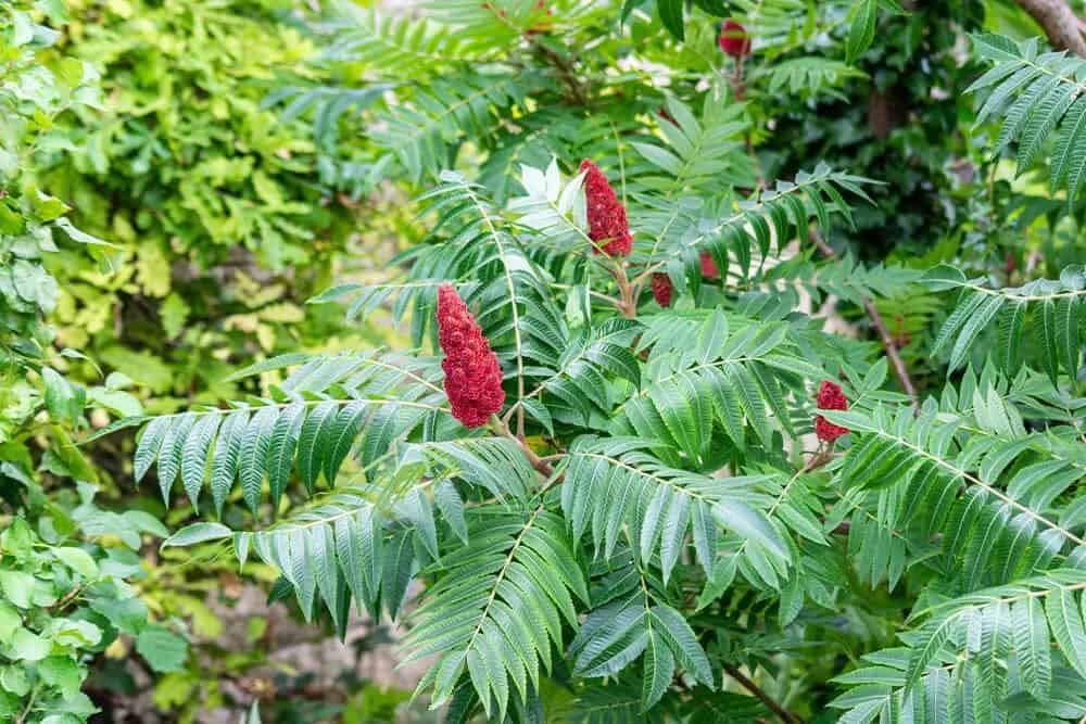 Staghorn Sumac (Rhus typhina)