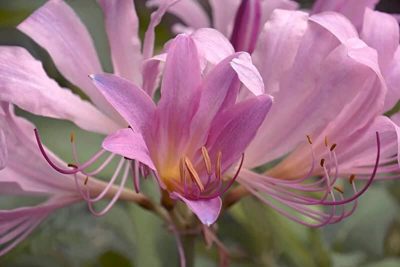 Surprise Lily (Lycoris Squamigera)