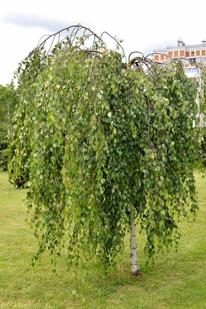 Young’s Weeping Birch (Betula pendula ‘Youngii’)