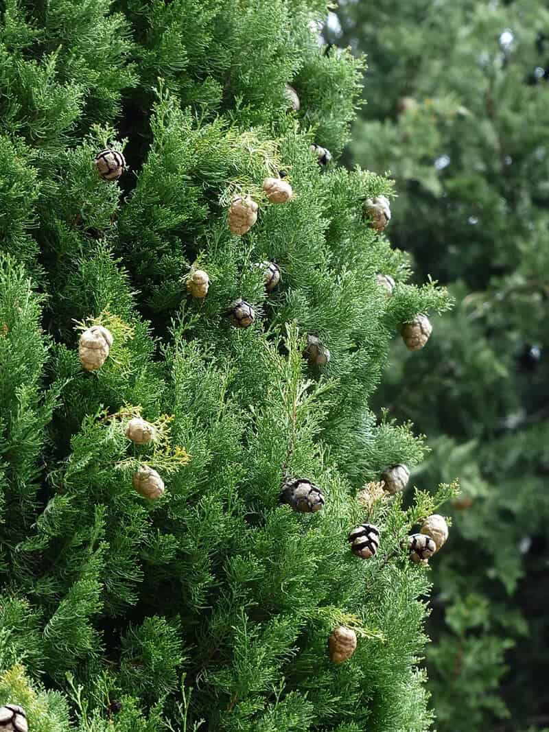 The Mediterranean Cypress (Cupressus Sempervirens)