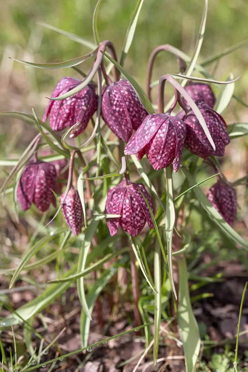 Checquered Lily (Fritillaria Meleagris)