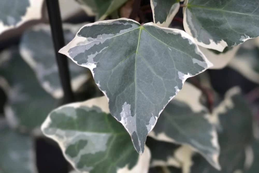 Variegated Algerian Ivy (Hedera algeriensis ‘Gloire de Marengo’)